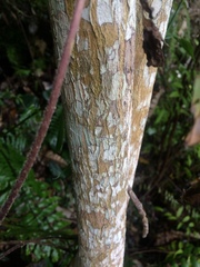 Dracaena angustifolia
