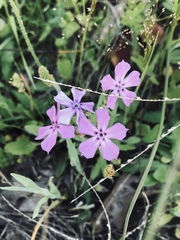 Nuttallanthus texanus