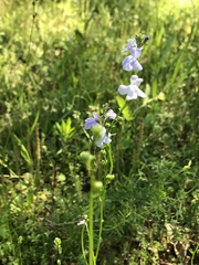Nuttallanthus texanus