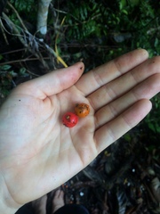 Dracaena angustifolia