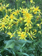 Nuttallanthus texanus