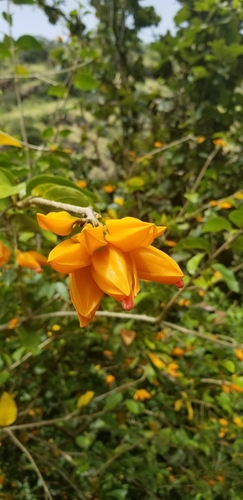 Juanulloa, 2019-04-01