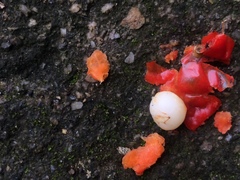 Dracaena angustifolia