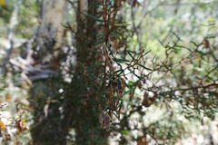 Acacia siculiformis