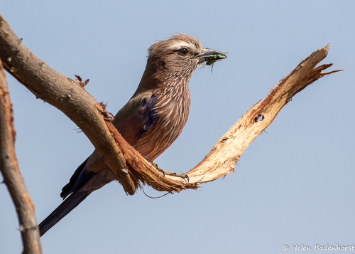 Purple Roller