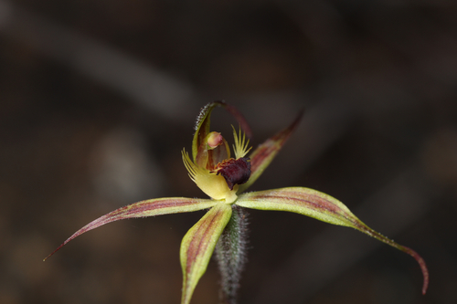 Caladenia williamsiae