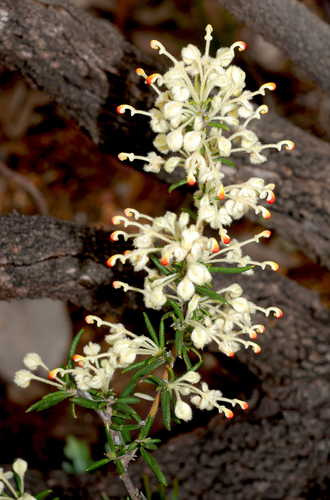 Rough-leaved Grevillea (Grevillea scabra)