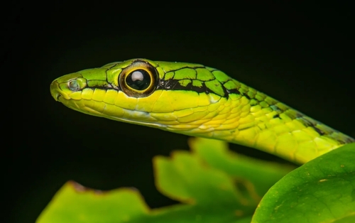 Andaman Cat Snake, Boiga andamanensis