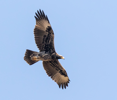 Verreaux's Eagle photo 3