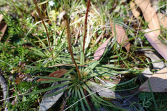 Stylidium montanum