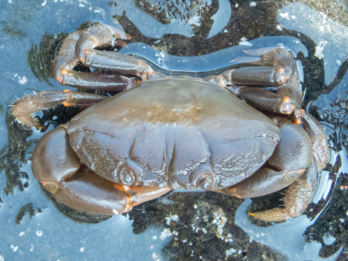 Punched Stone Crab