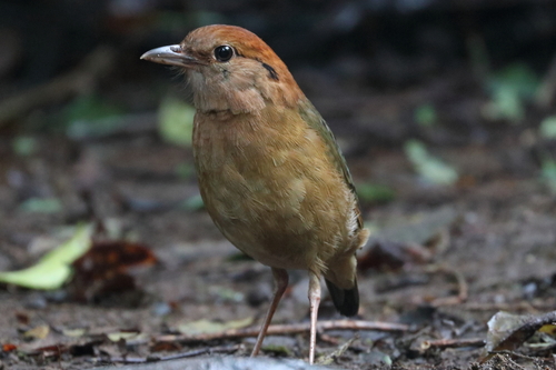 Rusty-naped Pitta (Hydrornis oatesi), photo 6