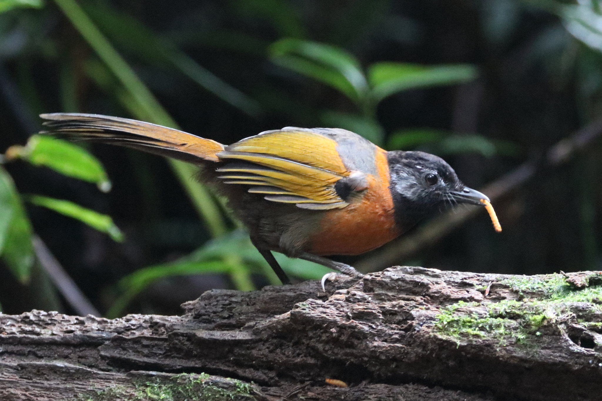 Collared Laughingthrush illustration