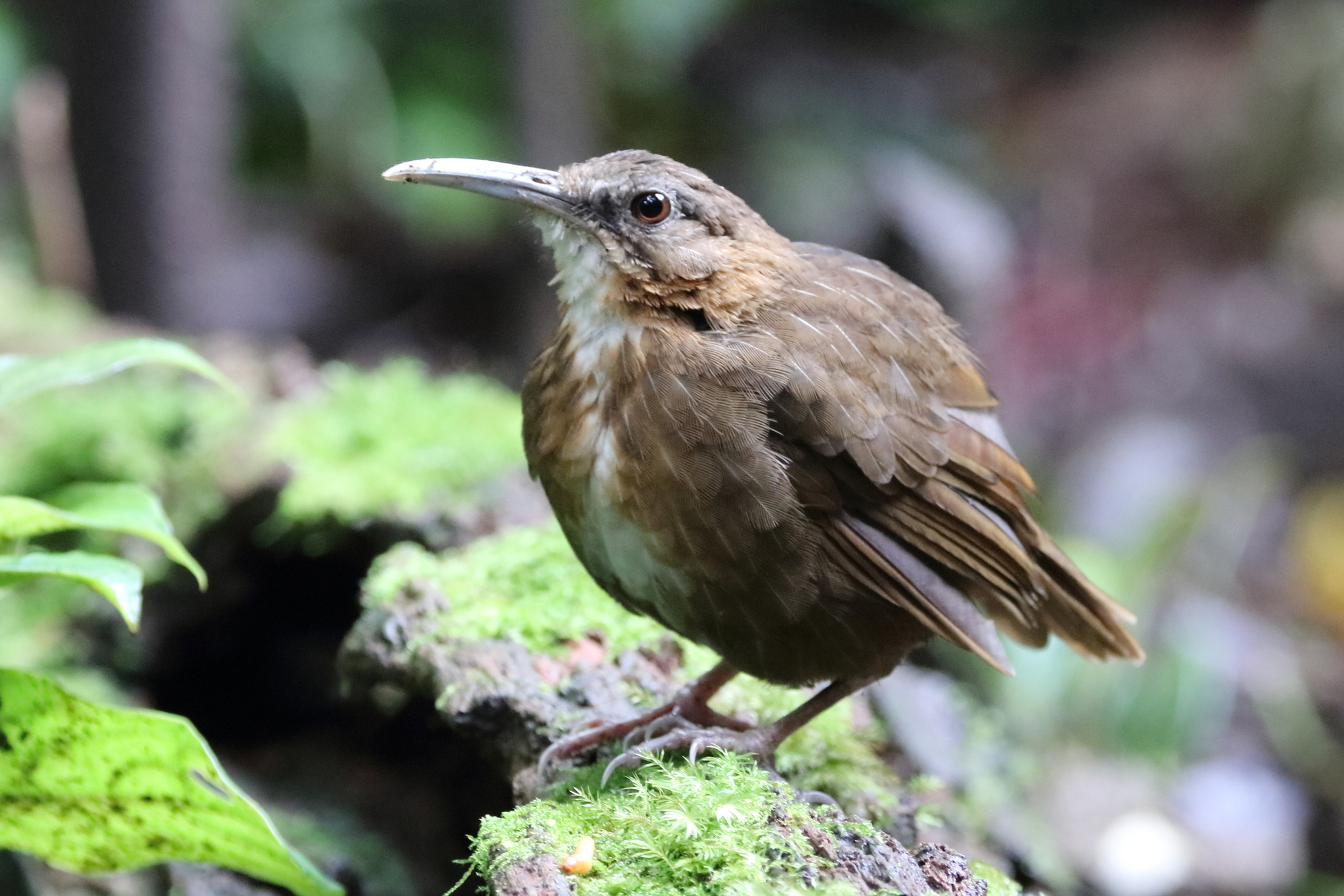 Short-tailed Scimitar-Babbler illustration