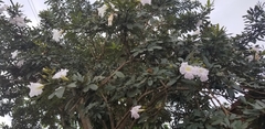 Tabebuia berteroi