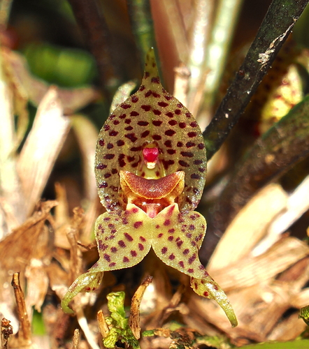 Dryadella simula, photograph 1