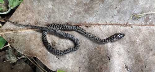 Andaman Wolf Snake