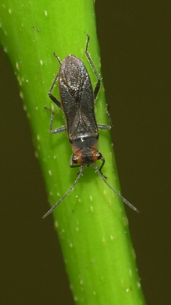 Aethalotus From Palolem Plaza On December 5, 2023 At 10:16 Am By Dinesh 