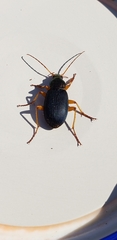 Chlaenius aestivus