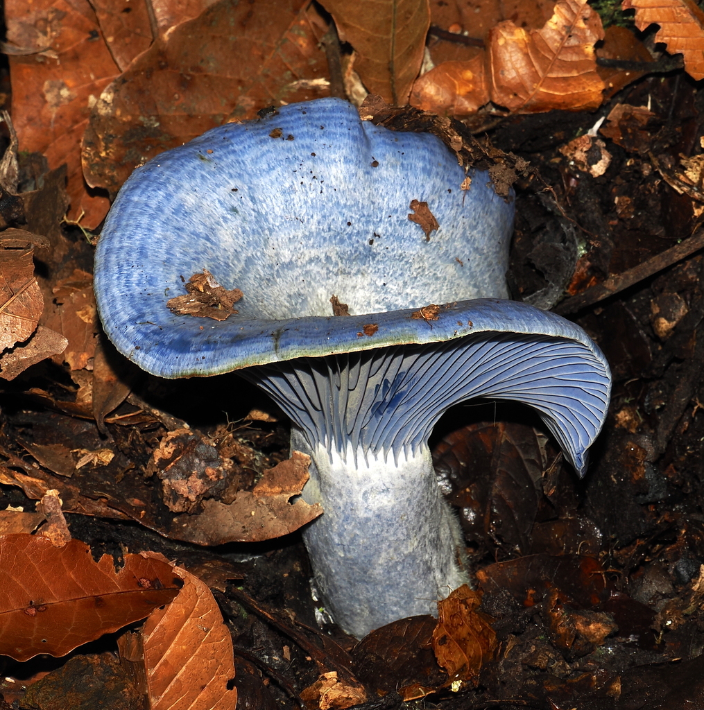 Lactarius indigo · November 2023 · photo: © desertnaturalist (iNaturalist, cc-by)