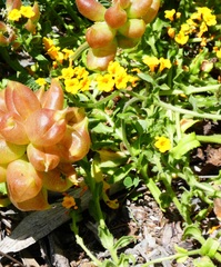 Amsinckia spectabilis