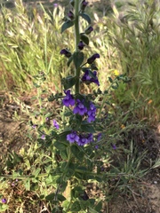 Sairocarpus nuttallianus