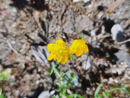 Hypericum caespitosum (Hypericum caespitosum)