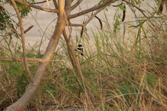 Sporophila morelleti morelleti