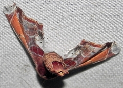 Eutelia pulcherrimus