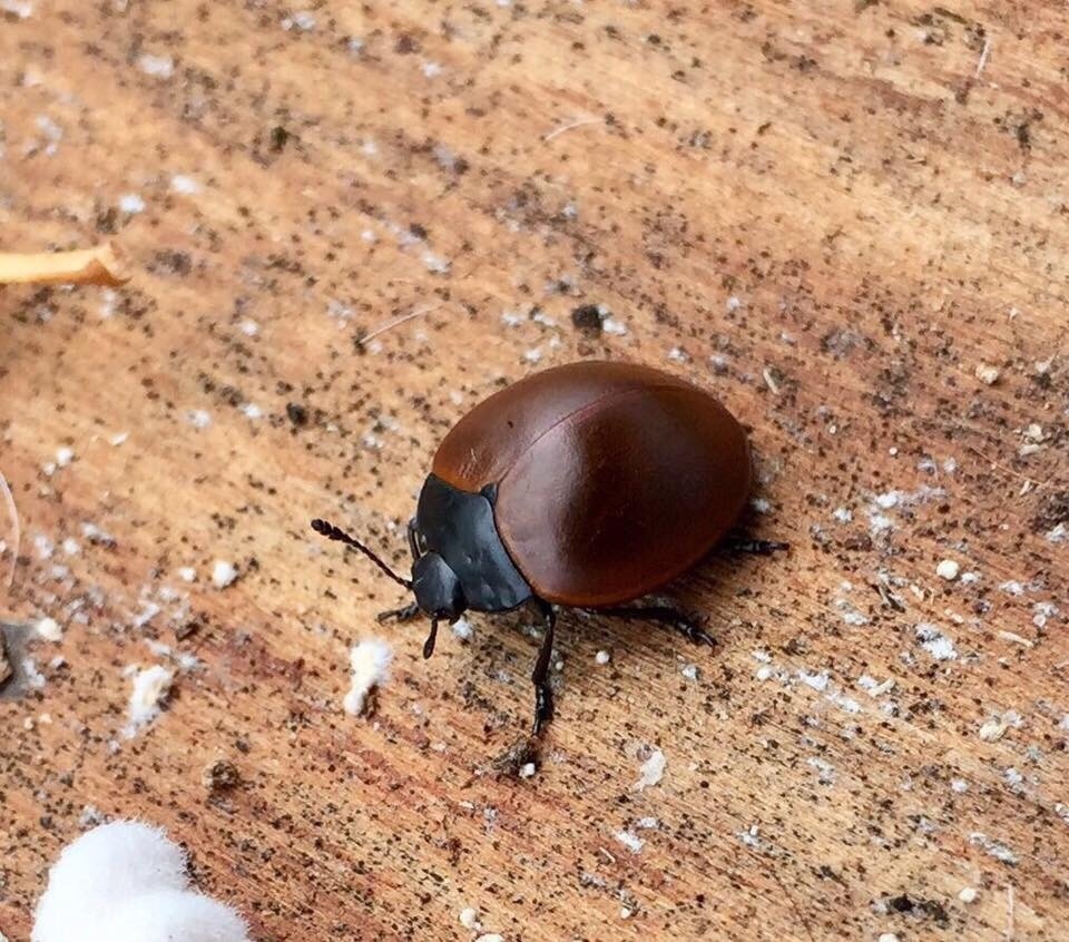 Aegithus clavicornis