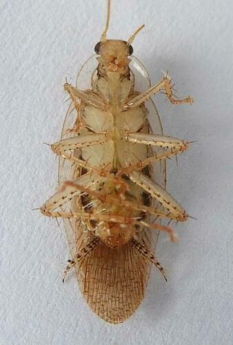 Rehn's cockroach