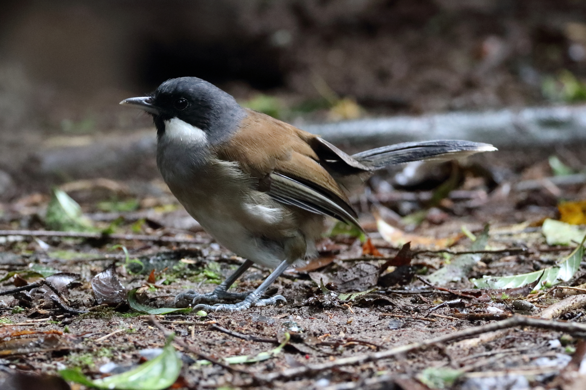 White-cheeked Laughingthrush illustration