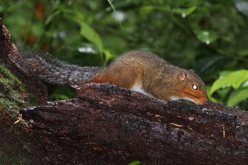 Asian Red-cheeked Squirrel