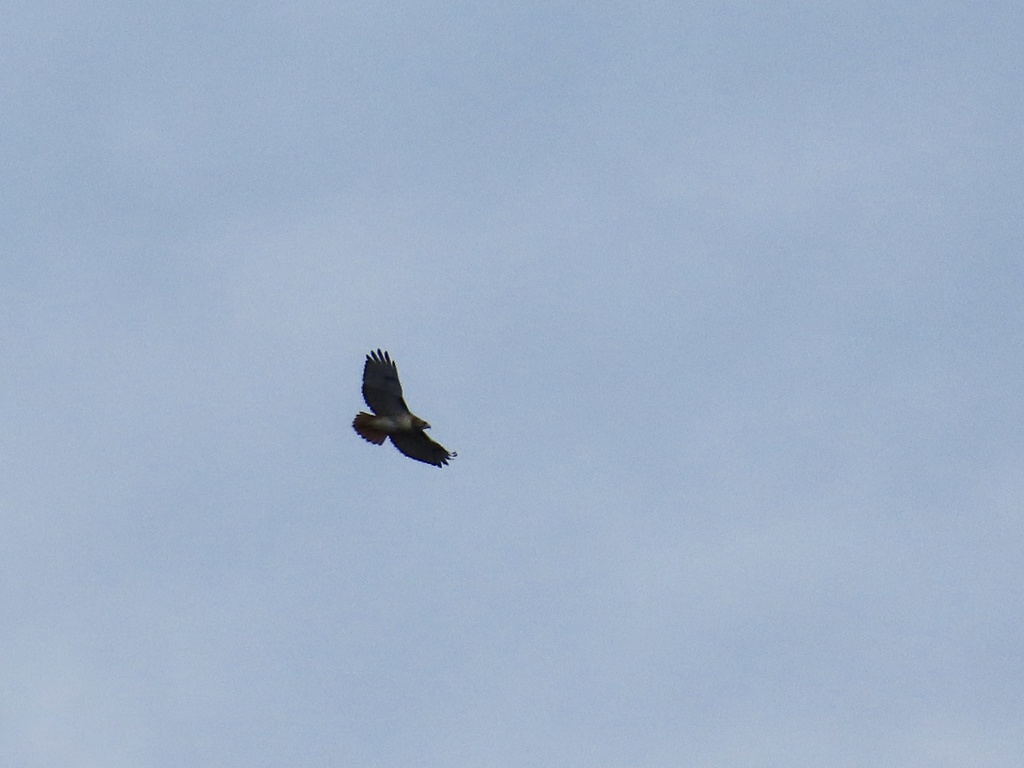 Red Tailed Hawk In December 2023 By Josh Emm INaturalist   Large 