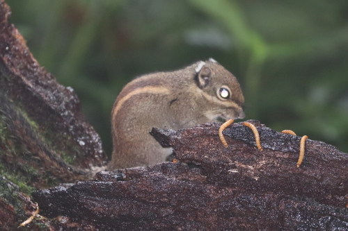Maritime Striped Squirrel