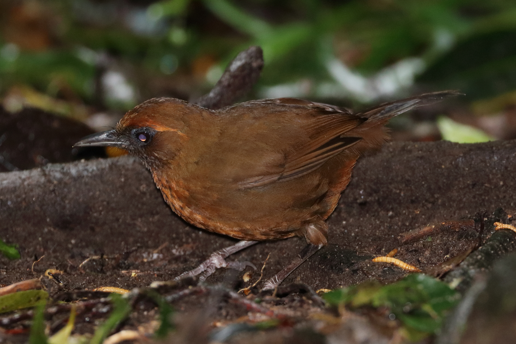 Orange-breasted Laughingthrush illustration