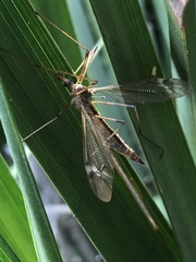 Tipula praecisa