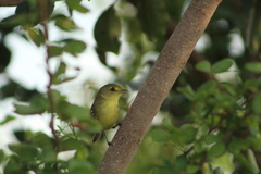 Vireo pallens