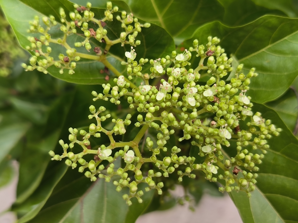 Premna cordifolia (Premna cordifolia)