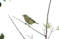 Vireo pallens