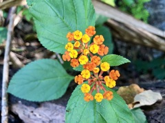 Wandelröschen (Lantana camara): Herkunft und Verwendung — Foto 2