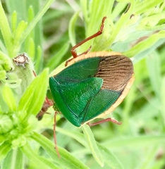 Edessa rufomarginata