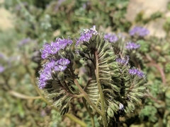 Phacelia pedicellata