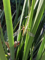 Tipula praecisa