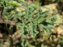 Phacelia pedicellata