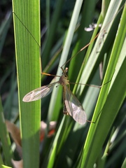 Tipula praecisa