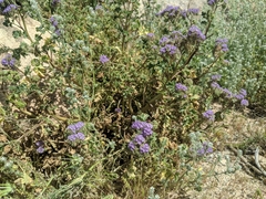 Phacelia pedicellata