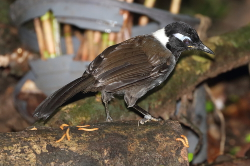 Black-hooded Laughingthrush (Garrulax milleti), photo 8