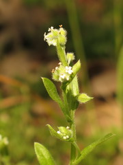 Myosotis macrosperma