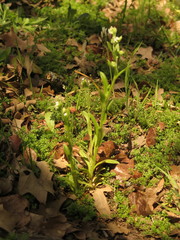 Myosotis macrosperma